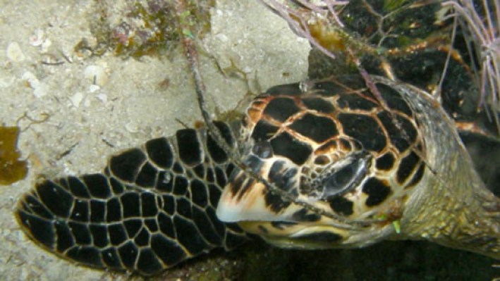 Reptilies (75)_176